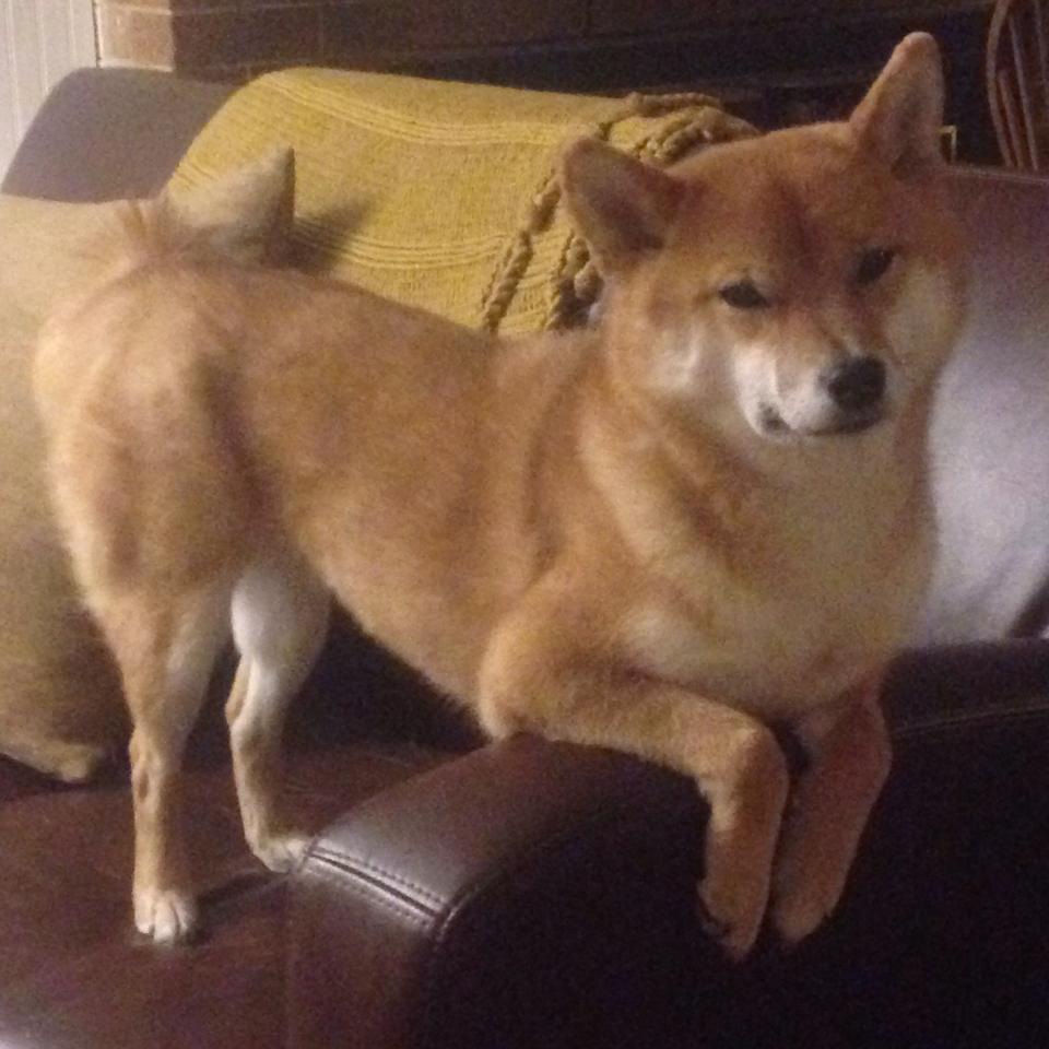 国际乒联公布最新排名，中国队稳居榜首，国际乒联公布最新排名,中国队稳居榜首