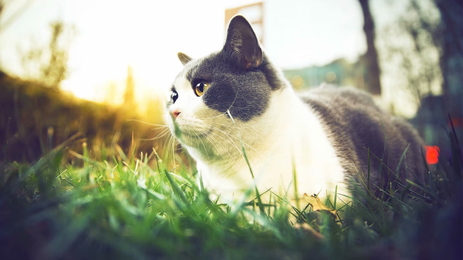 电竞赛事直播数据创新高观众粘性大幅提升，电竞比赛直播产业