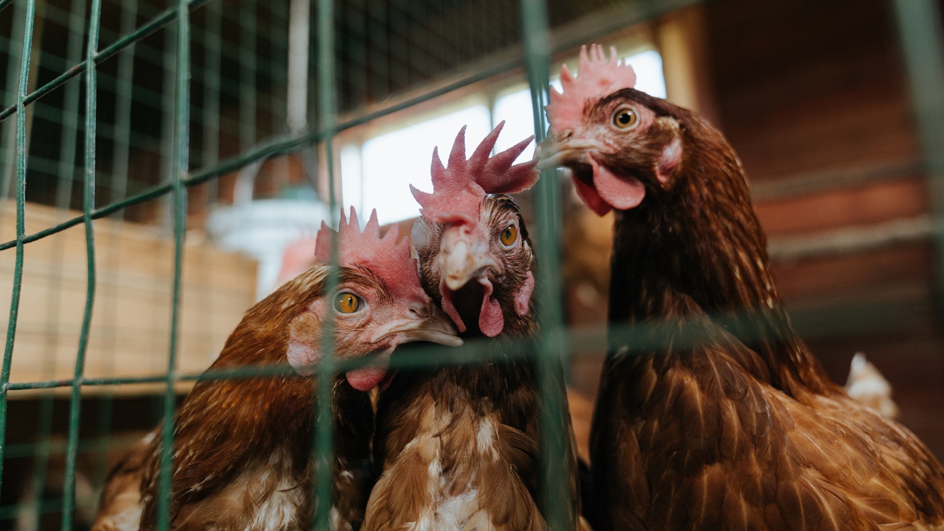 “比亚尔巴的传球与策动能力，助美洲狮队实现大飞跃”