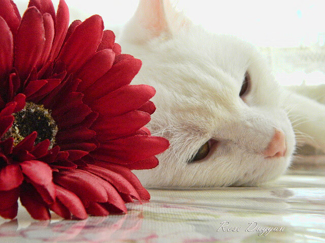 开云全站下载-欧洲杯战术巧妙：变化多端，精彩纷呈！，欧洲杯技术分析