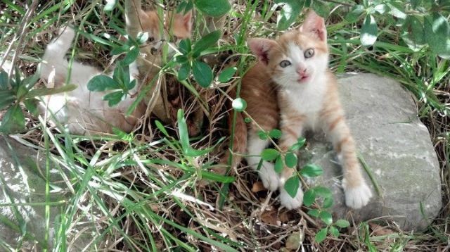 开云体育入口-法甲劲旅里尔继续高歌猛进，冲击冠军